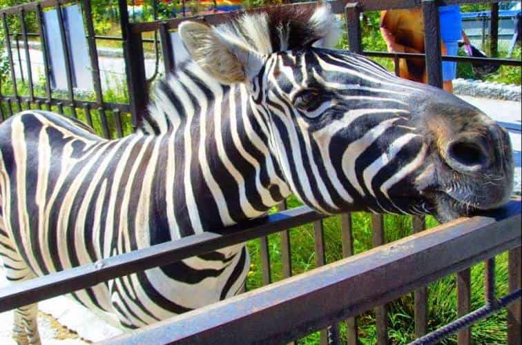 УФНС Крыма опровергло заявление директора зоопарка «Сказка» о закрытии заведения