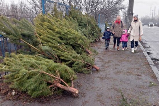 В Симферополе рассказали, что сделают с использованными новогодними елками