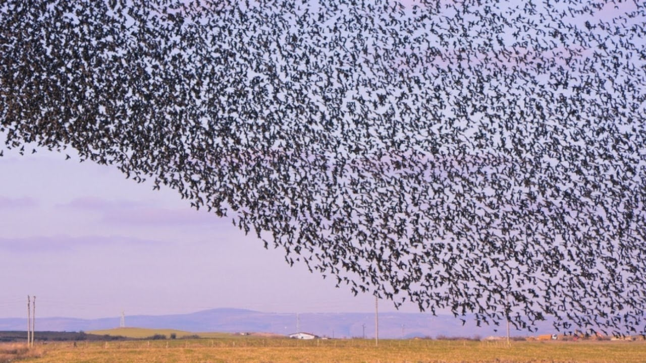 Flock of birds. Долина Джатинга Индия. Долина Джатинга Долина падающих птиц. Птицы падают с неба. Птица в стае падает.