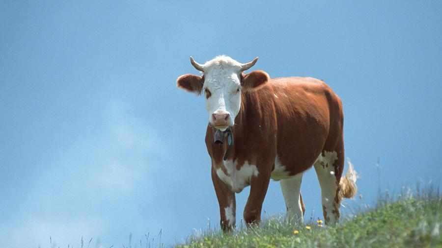 В Польше корова сбежала от фермера по пути на скотобойню и поселилась на острове