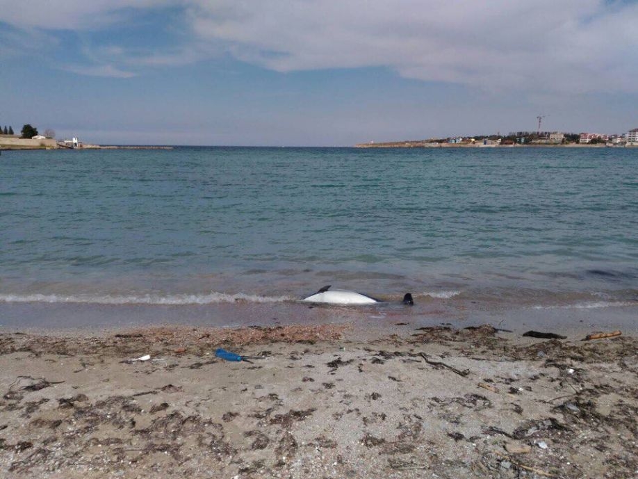 «Это серьезное преувеличение»: в Правительстве Севастополя прокомментировали сообщения о разлагающихся на пляжах трупах дельфинов