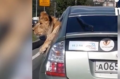 Во Владивостоке очевидцы сняли на видео львицу, высунувшуюся из окна авто