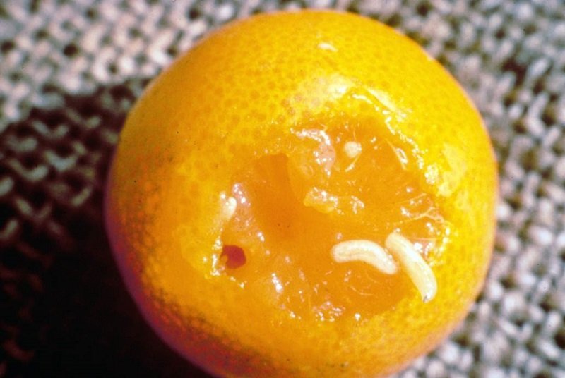 мандарин личинка