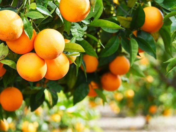 Первая партия апельсинов отправлена в Севастополь из Сирии