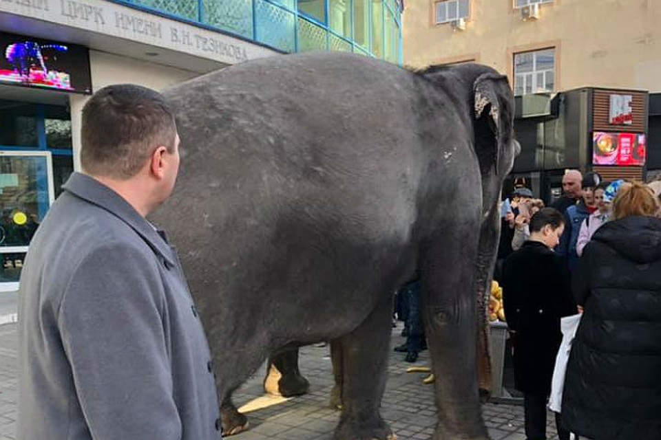 По улицам Симферополя гуляют слоны