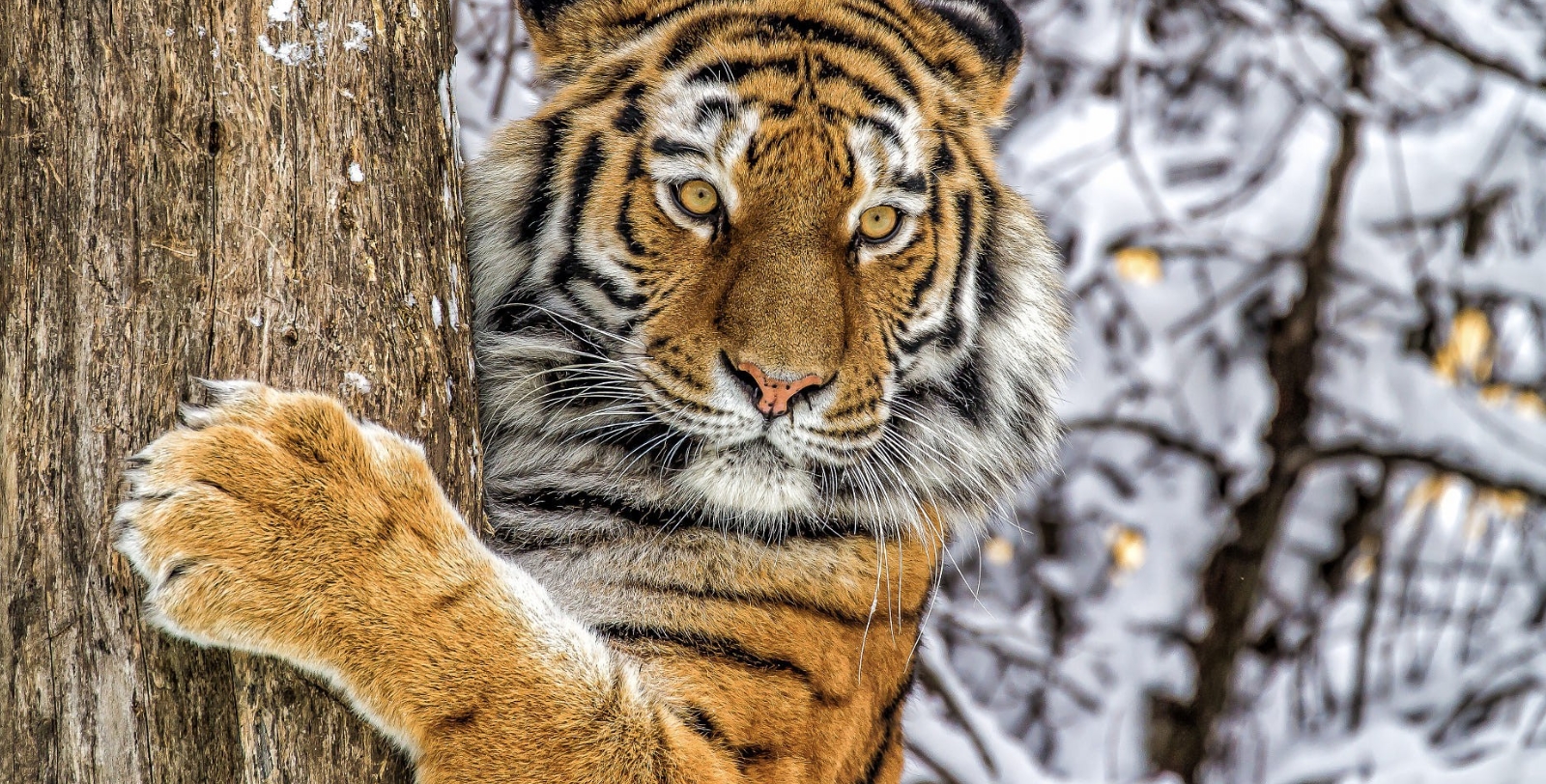 Житель Хабаровского края застрелил забравшегося в сарай амурского тигра