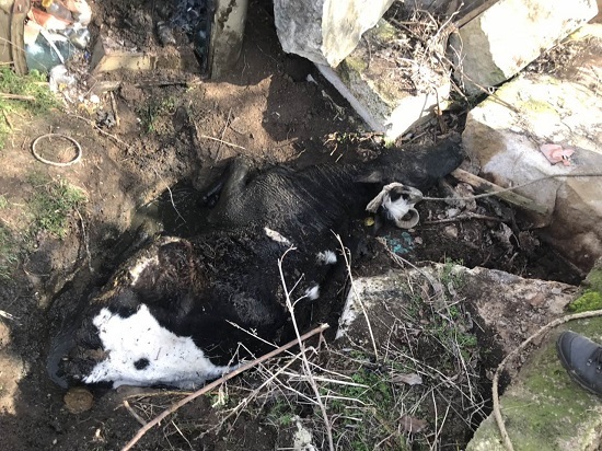 Крымские спасатели вытаскивали из ямы 300-килограммовую корову