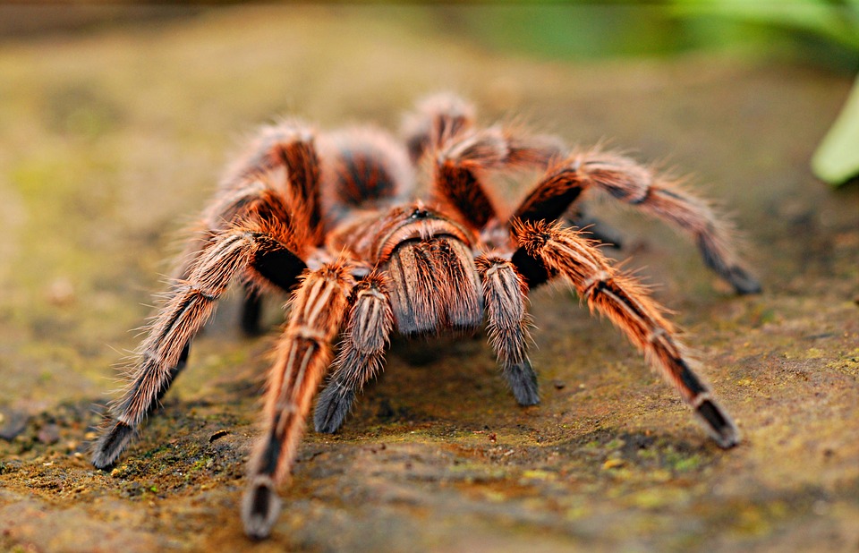 Схватка гигантского паука и опоссума попала на видео