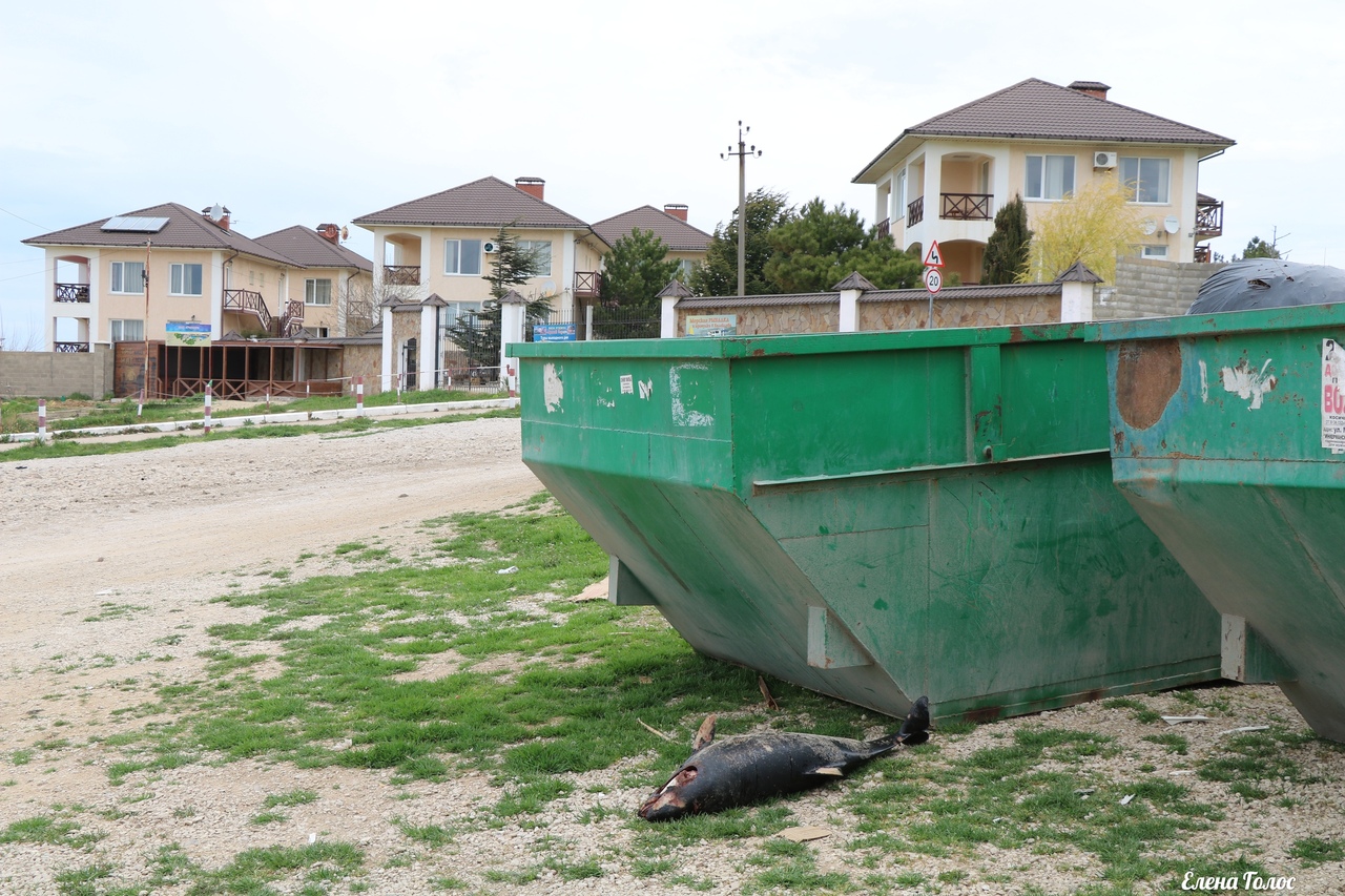 В Севастополе погибших дельфинов выбрасывают на мусорку