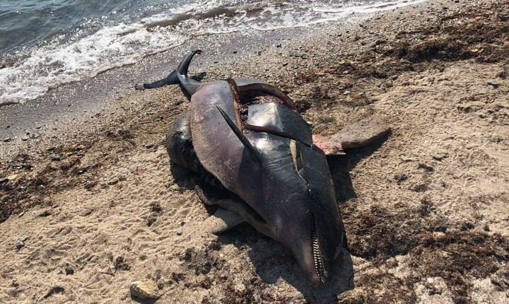 разрезанного дельфина
