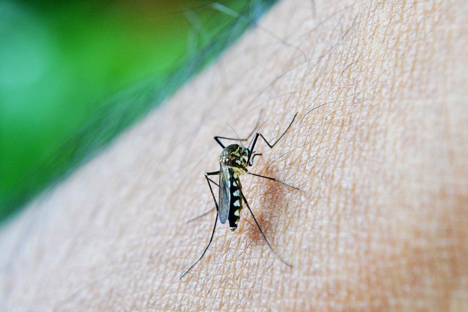 В Крыму фиксируют случаи малярии