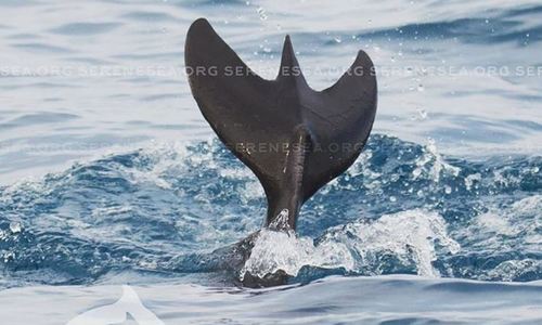 В Крыму в море заметили дельфина-мутанта