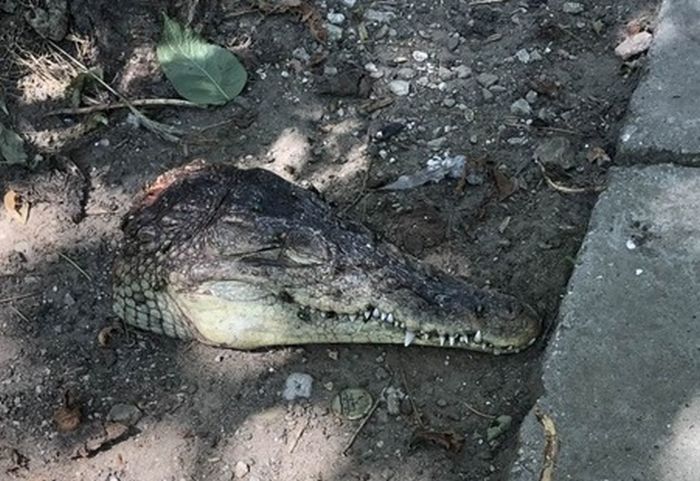 В Симферополе нашли отрубленную голову крокодила