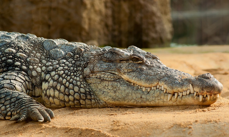 Специалисты опровергли информацию о находке третьего крокодила в Симферополе