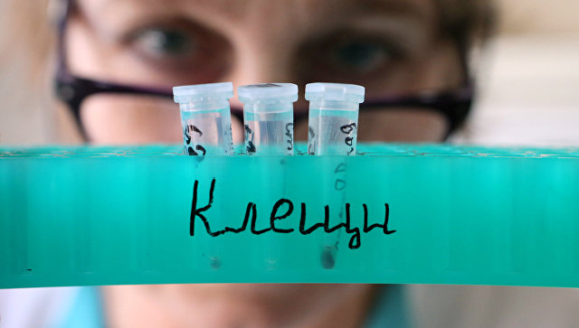 В Крыму уже 11 человек заразились болезнью Лайма после укусов клещей