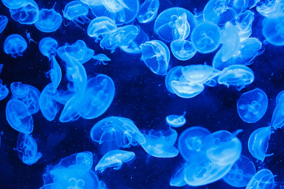 Азовское море стало серым из-за нашествия медуз