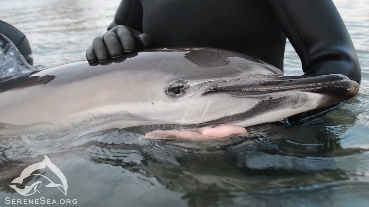 В Севастополе умер осиротевший дельфиненок