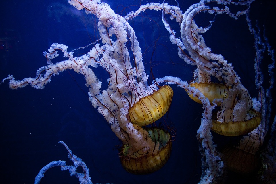 Дайверы обнаружили медузу размером с человека