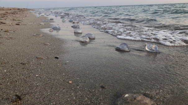 «Миллионы медуз»: побережье Керчи превратилось в слизь