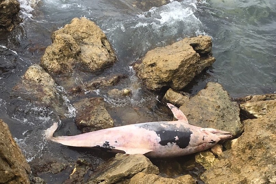 На пляже в Севастополе нашли мертвого дельфина с пластиковой бутылкой в пасти