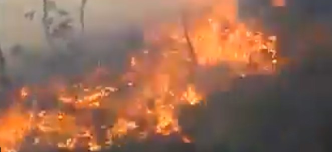 В Севастополе загорелся лес