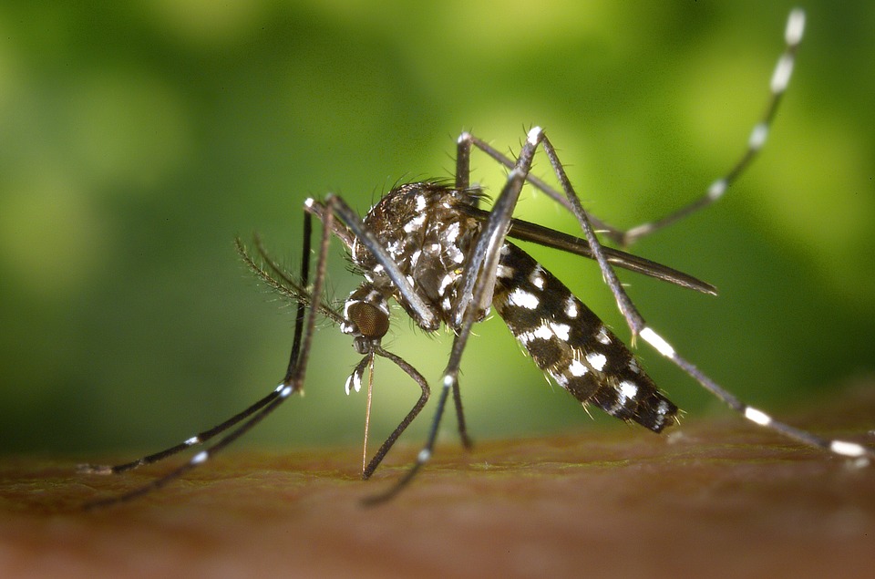 Комары принесли на юг России смертельные тропические лихорадки