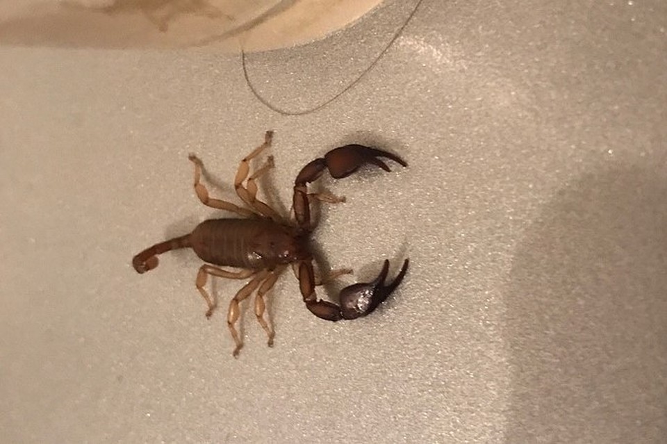 Крымчанка обнаружила у себя дома скорпиона