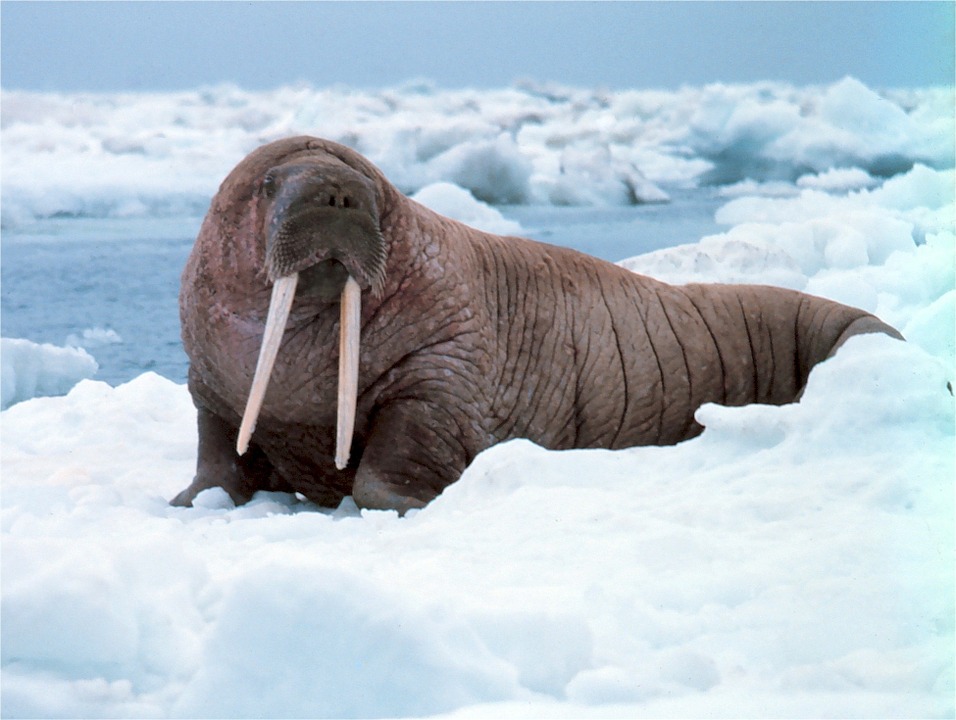 В сети появилось видео концерта для моржей в Арктике
