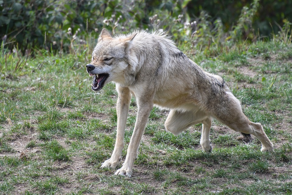 Съел щенков, набросился на дальнобойщика: подробности нападения бешеного волка на крымчан