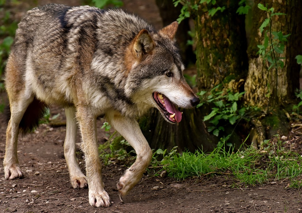 Напавший на людей в Крыму волк оказался бешеным