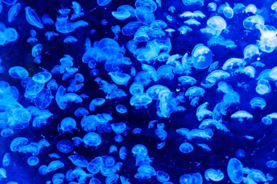 «Белый студень»: Балаклавскую бухту заполнили дрейфующие медузы