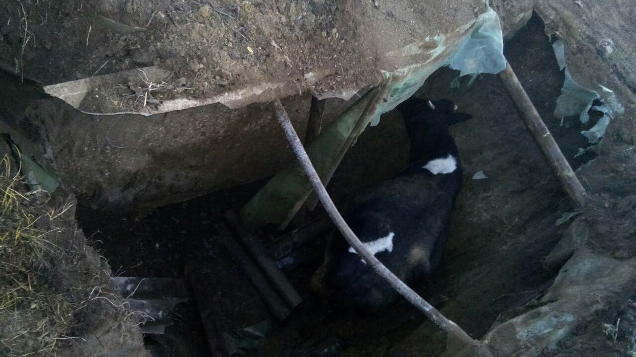 В Крыму задействовали экскаватор, чтобы достать из ямы корову