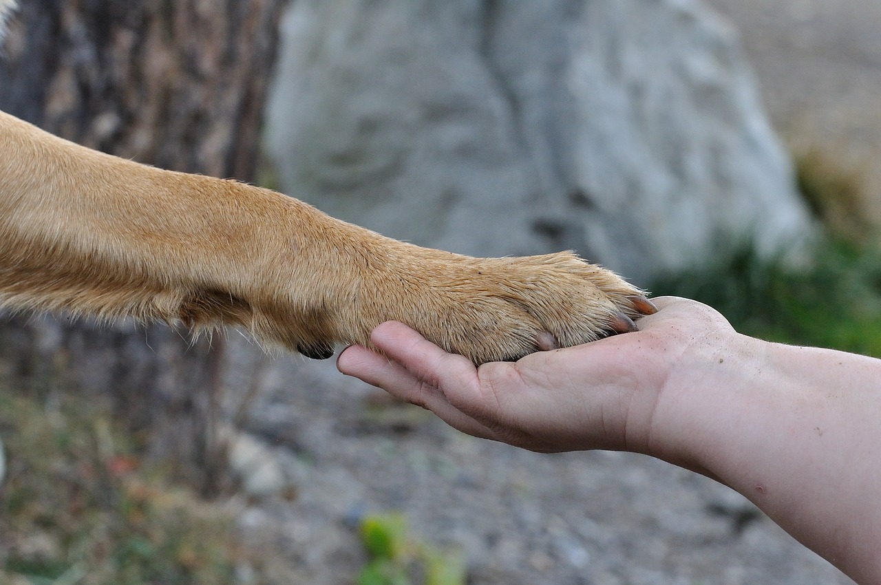 В Крыму спасли застрявших под плитами теплотрассы собаку и ее щенка