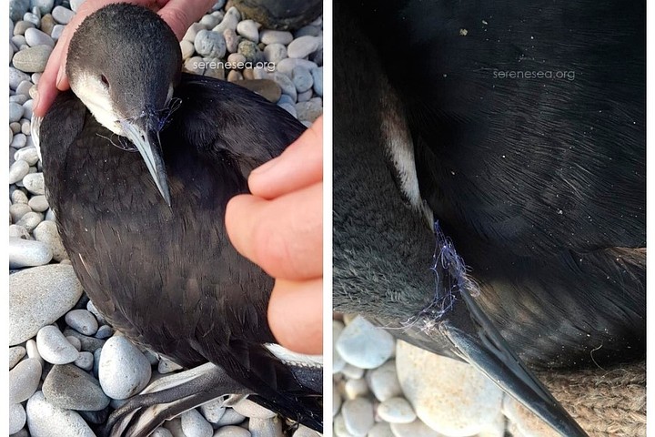 На пляже в Крыму обнаружили редкую птицу