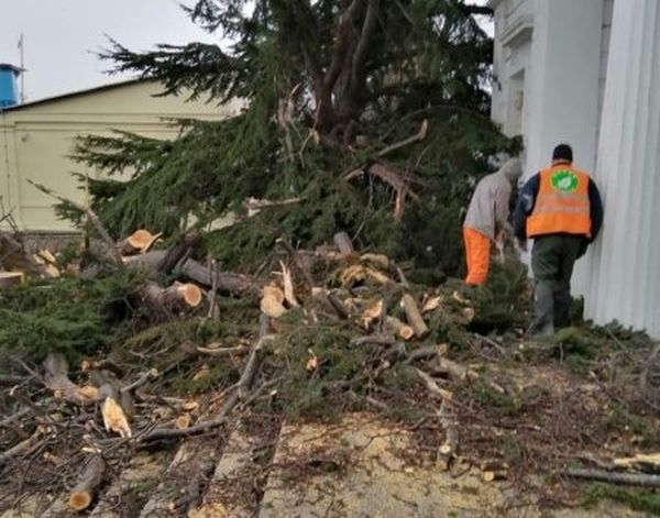 В Севастополе ветром повалило более десятка деревьев