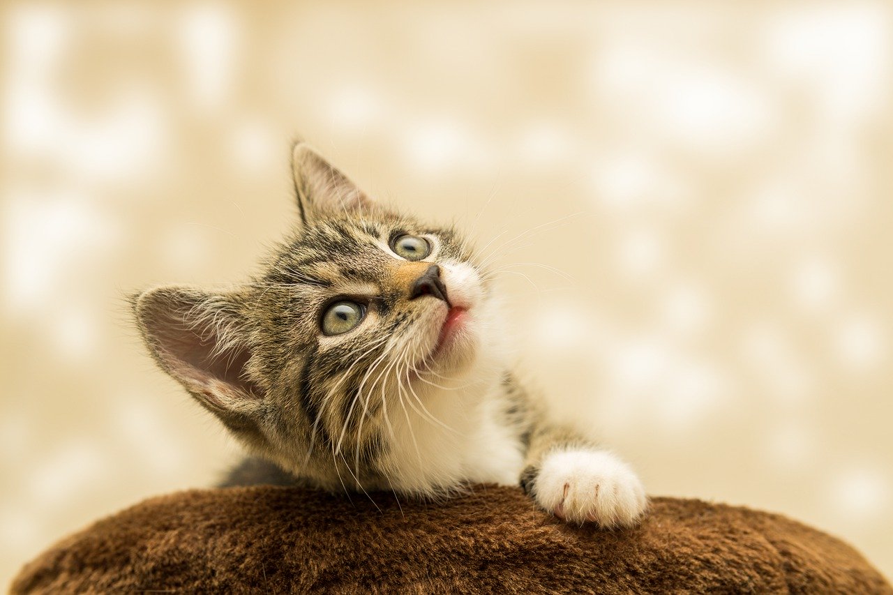 В Херсонесе откроется выставка о кошках