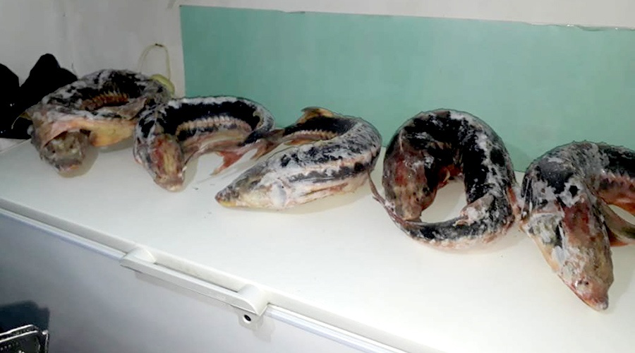 Крымчанка хранила в холодильнике более 30 кг краснокнижной рыбы
