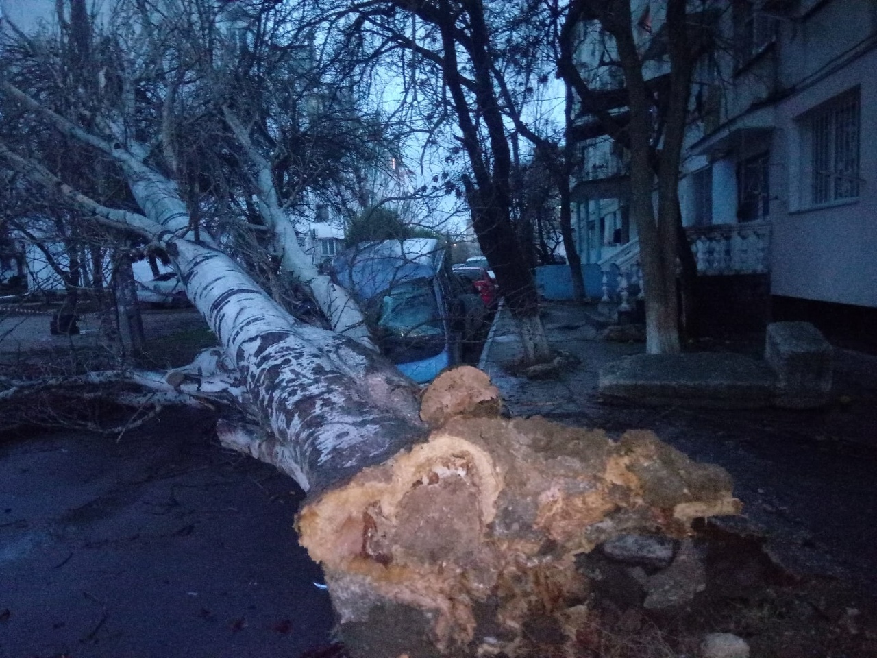 Ветер в Севастополе вырвал тополь с корнем и повалил его на автомобиль