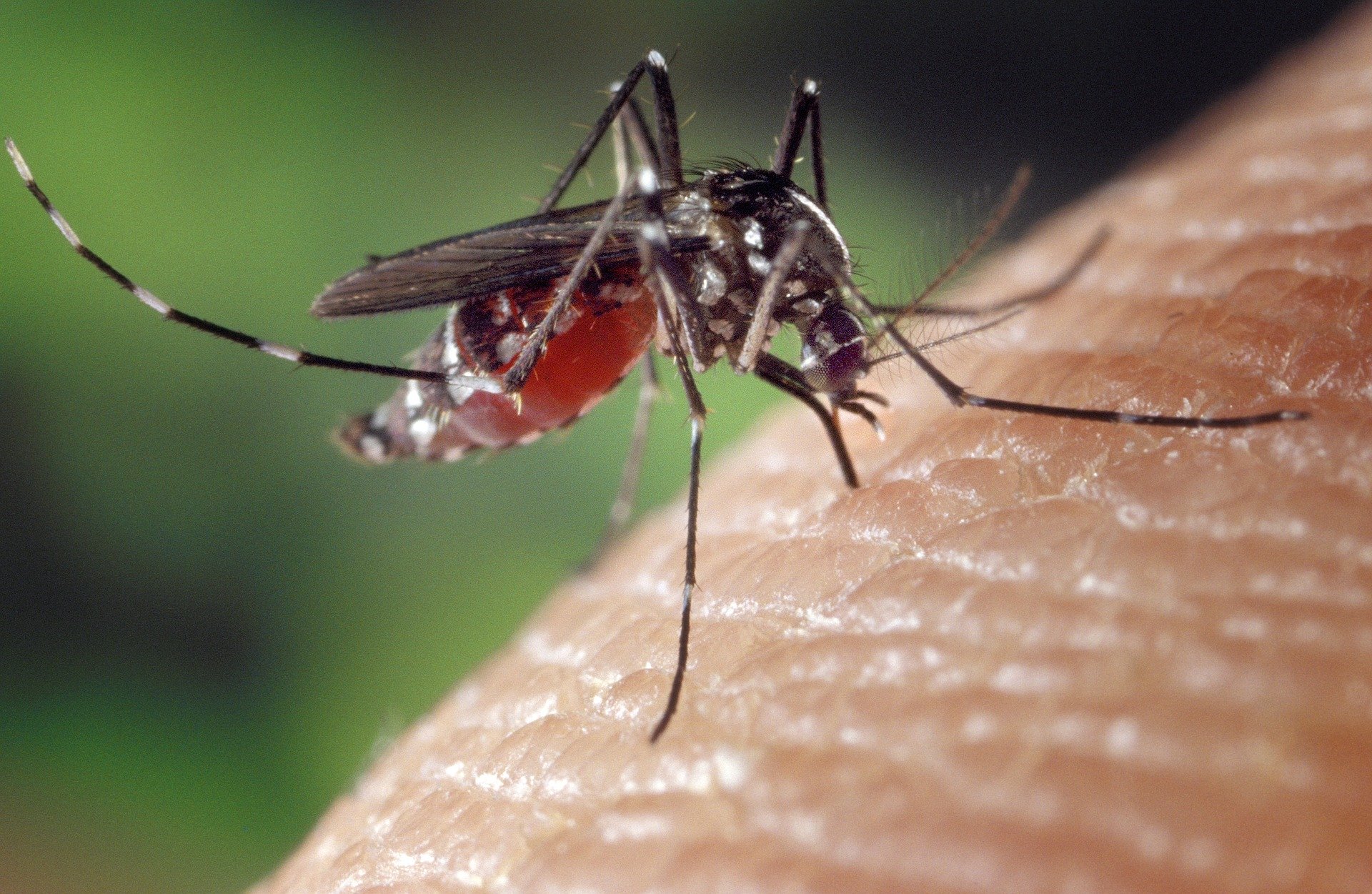 Из-за теплой зимы в России могут исчезнуть комары — к чему это приведет