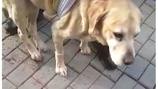Брошенный хозяевами пёс-сапёр из Крыма проходит лечение в Москве