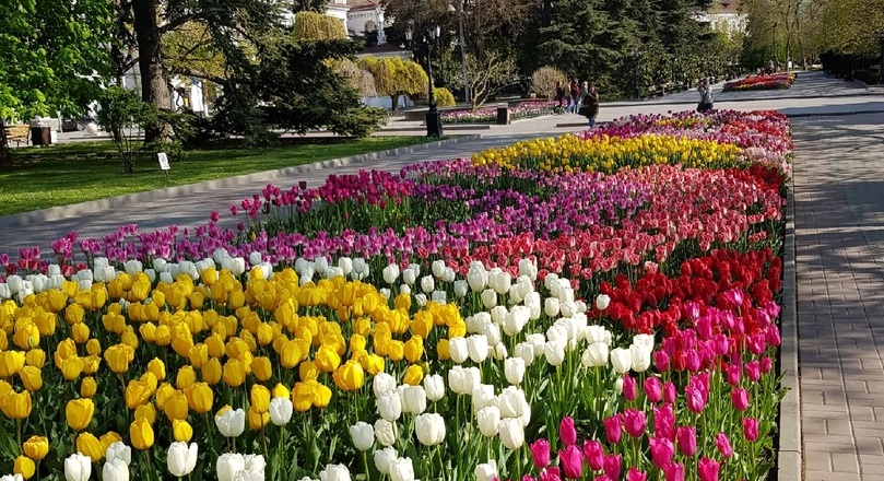 Круговорот тюльпанов в Севастополе за бюджетные миллионы