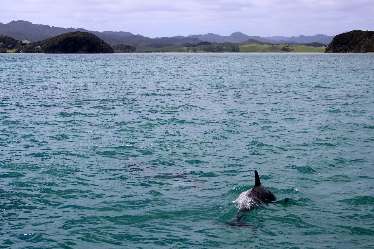 В Крыму начался сезон выбросов дельфинят: как помочь им выжить
