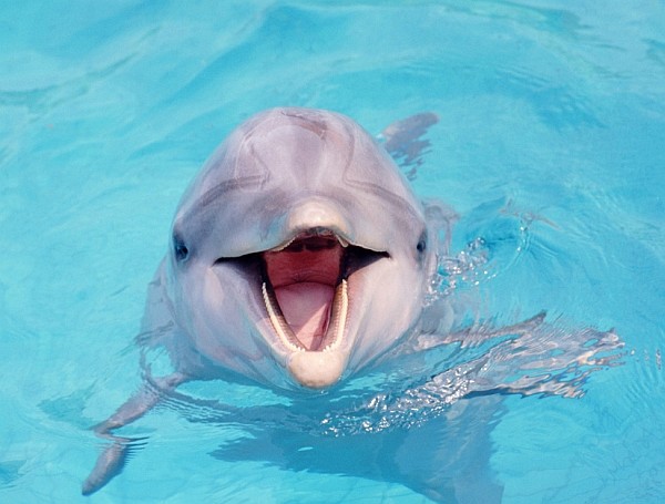 Дельфинарий, в котором расчленили мертвого дельфина, проверят власти Крыма