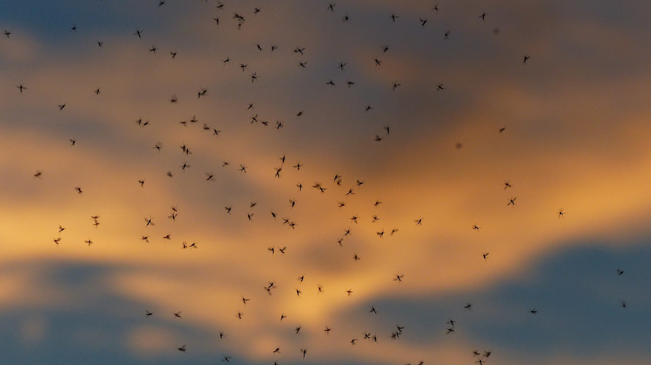 Россиянам рассказали, какие насекомые опаснее комаров