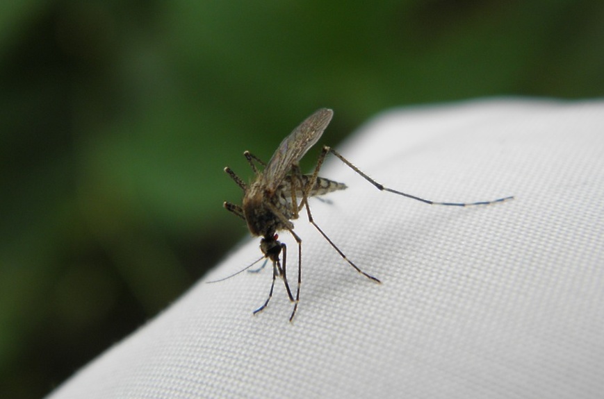 Ученые объяснили растущую агрессивность комаров