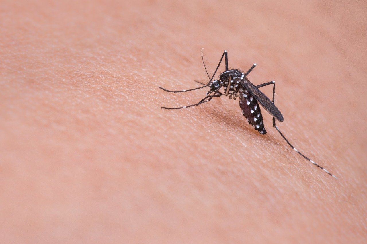 Какие опасности таит комариный укус
