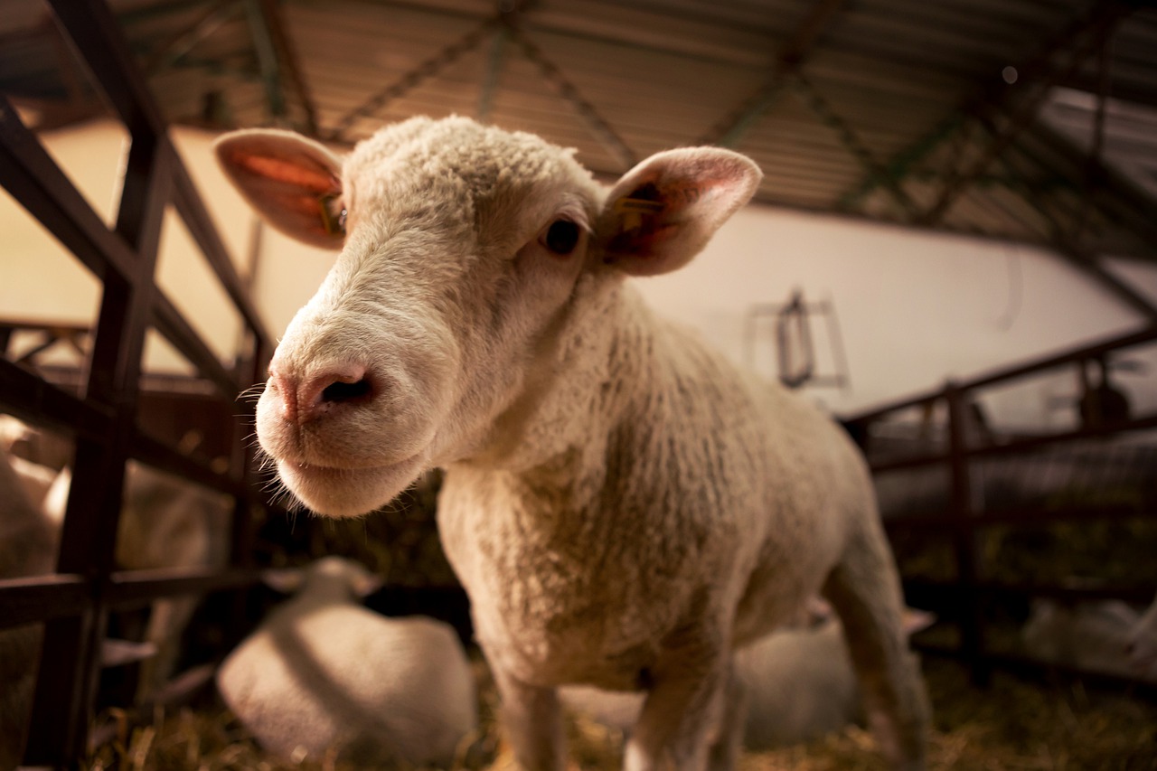 В Крыму стартовала масштабная стрижка овец