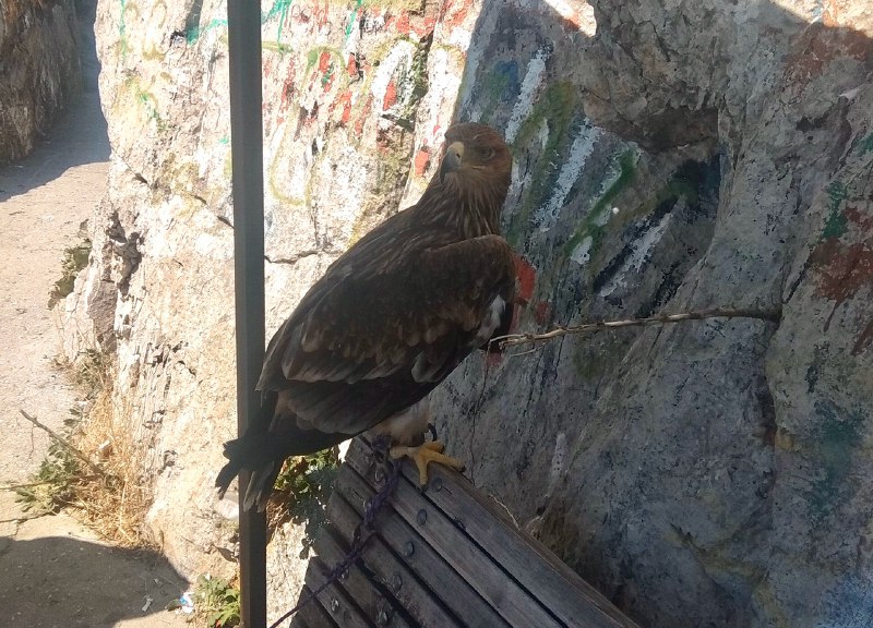 Для фото с туристами в Севастополе использовали краснокнижного орла