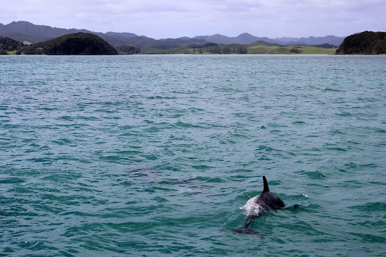 В крымском дельфинарии расчленили дельфина