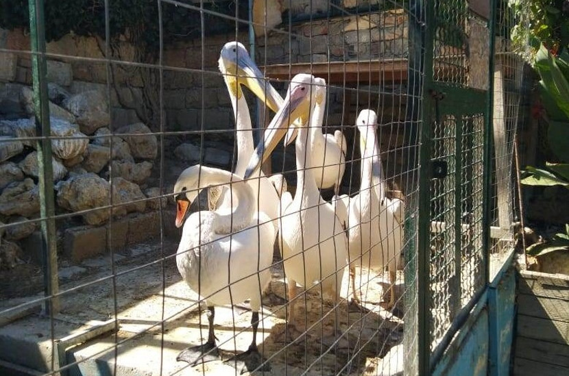 Частный севастопольский зоопарк создал тюремные условия четырем пеликанам